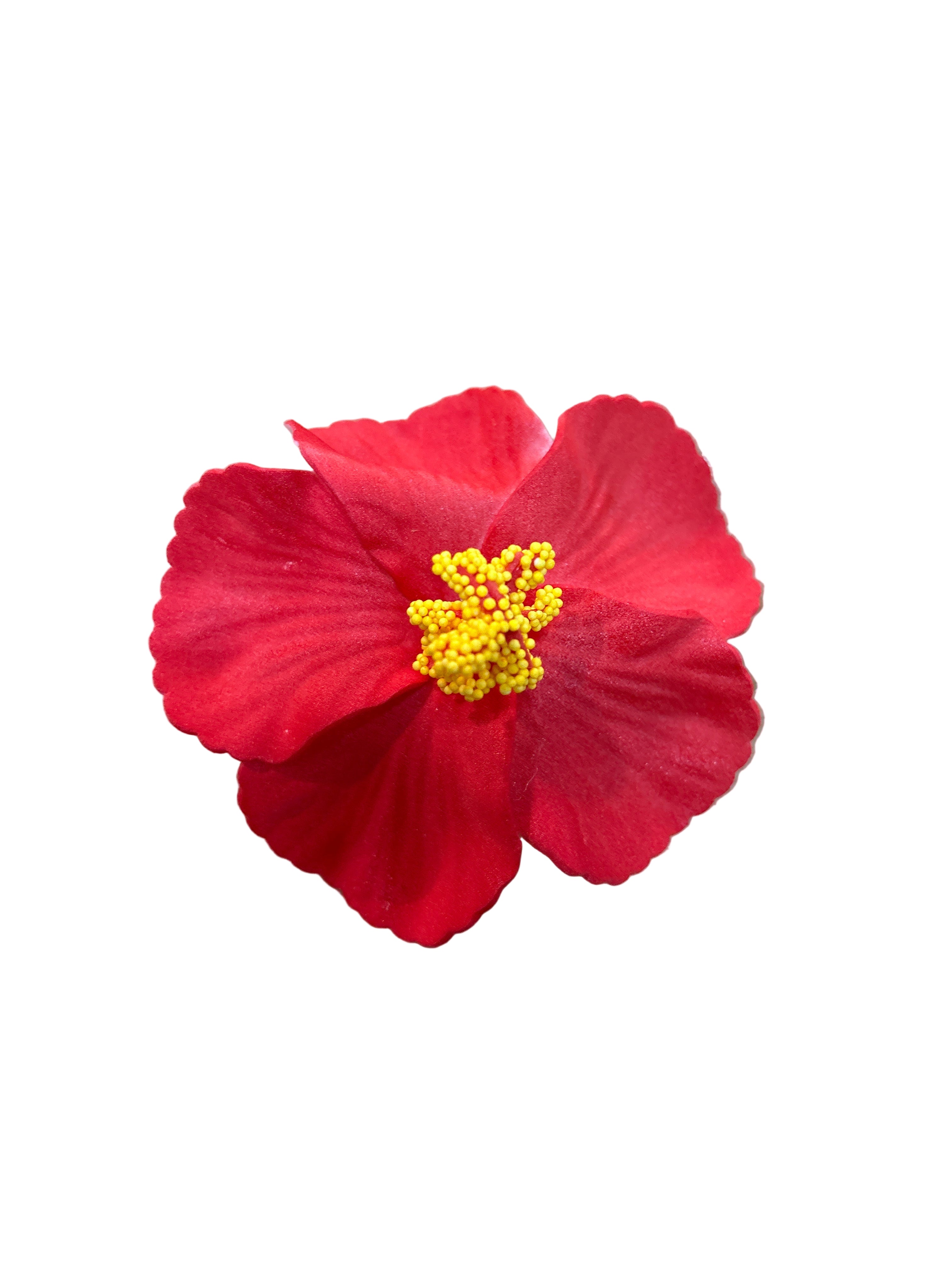 FLOR DE MAGA AMAPOLA-TYPICAL FLOWER OF PUERTO RICO, MAGA