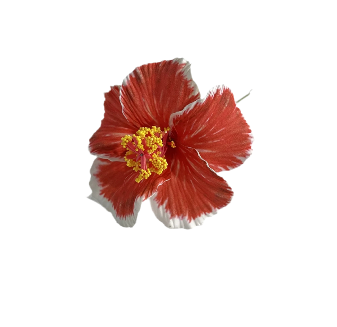 FLOR DE MAGA AMAPOLA-TYPICAL FLOWER OF PUERTO RICO, MAGA