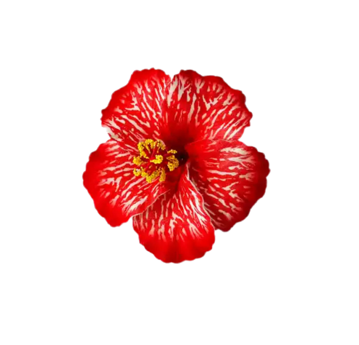 FLOR DE MAGA AMAPOLA-TYPICAL FLOWER OF PUERTO RICO, MAGA