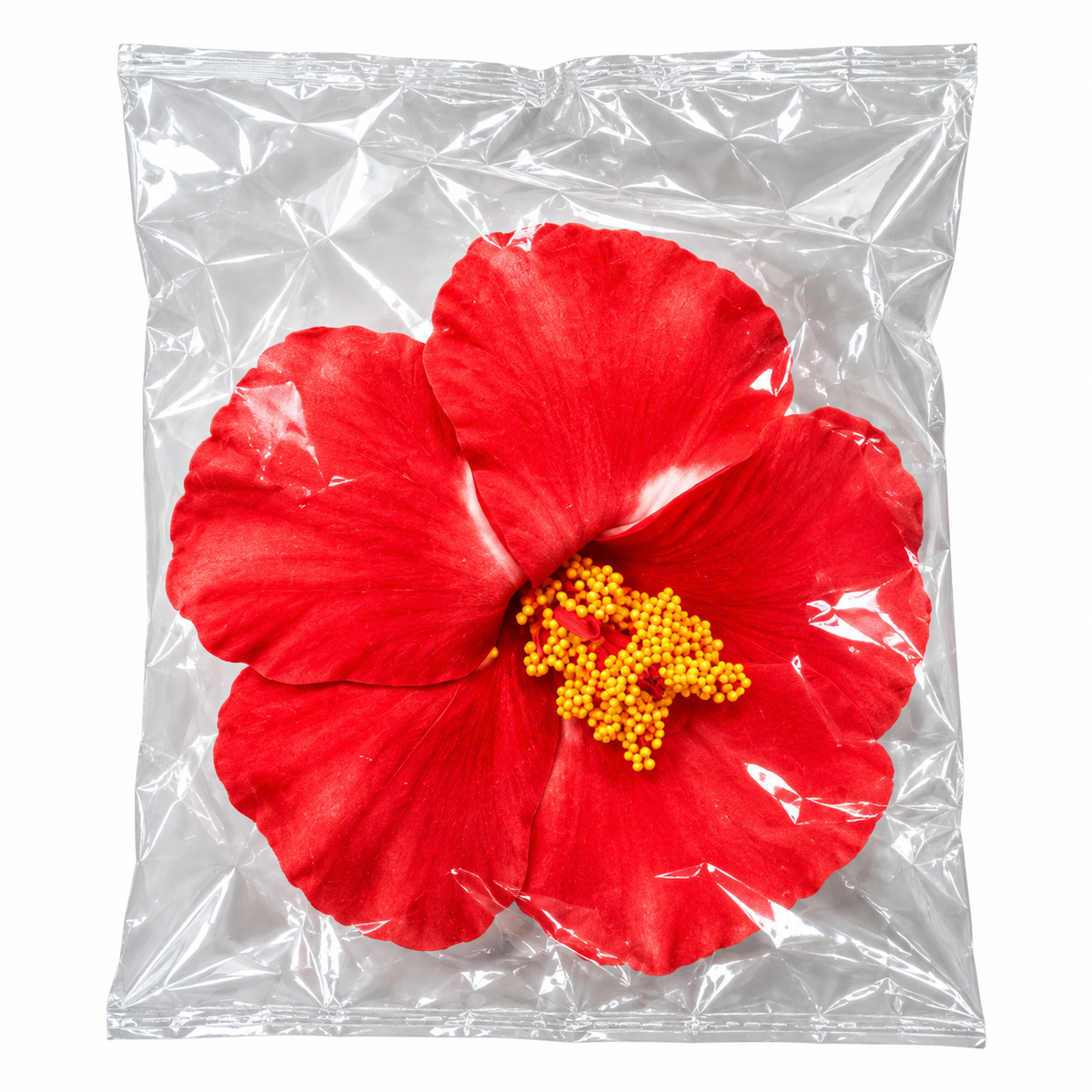 FLOR DE MAGA (AMAPOLA) CON PINCHE (MC)