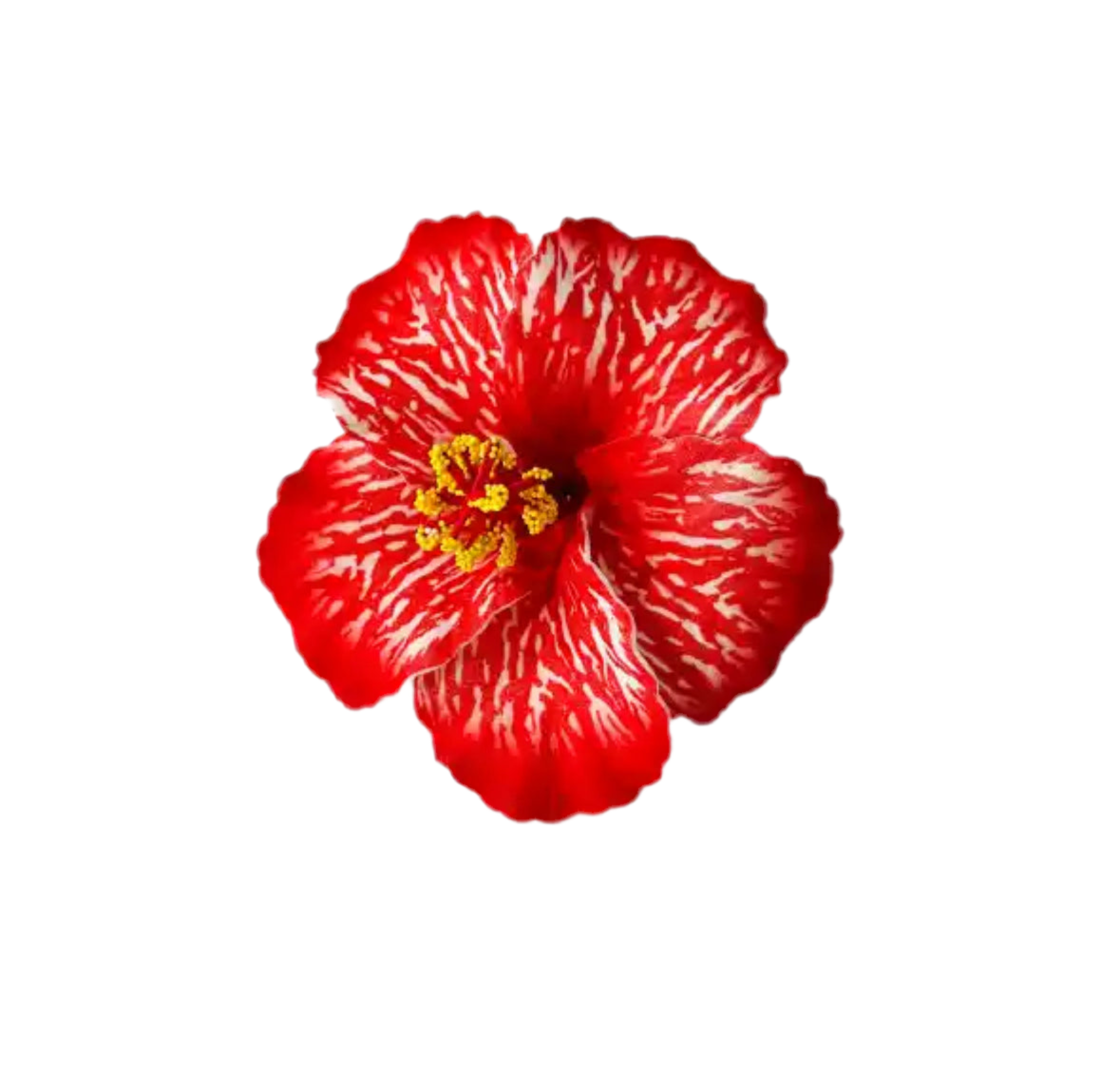 FLOR DE MAGA - AMAPOLA