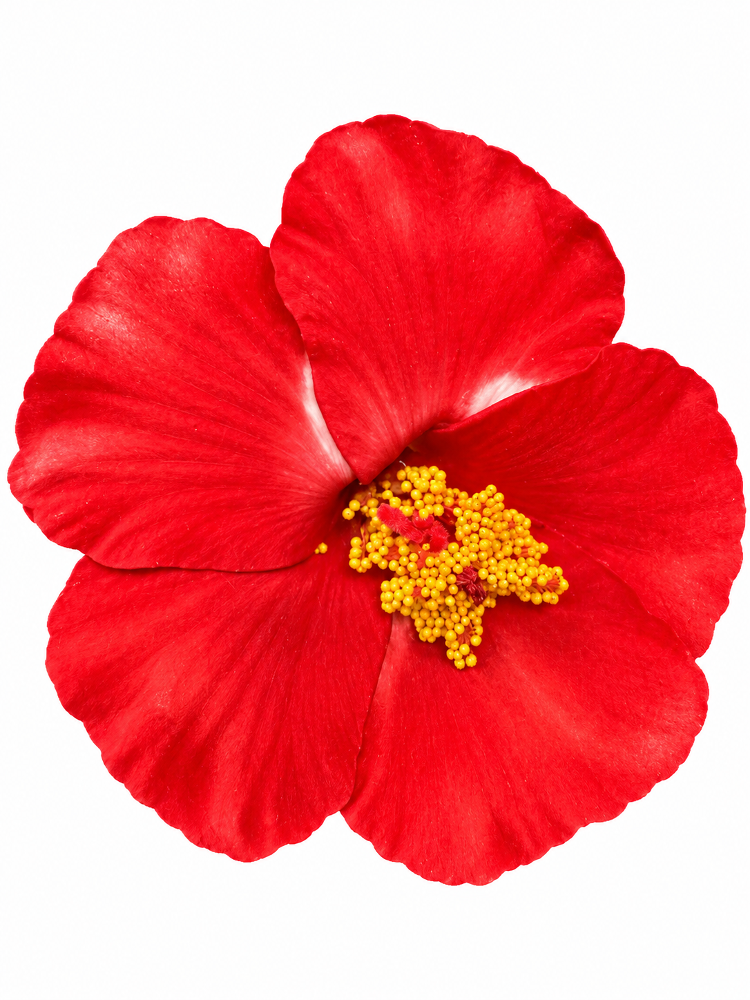 FLOR DE MAGA (AMAPOLA) CON PINCHE (MC)