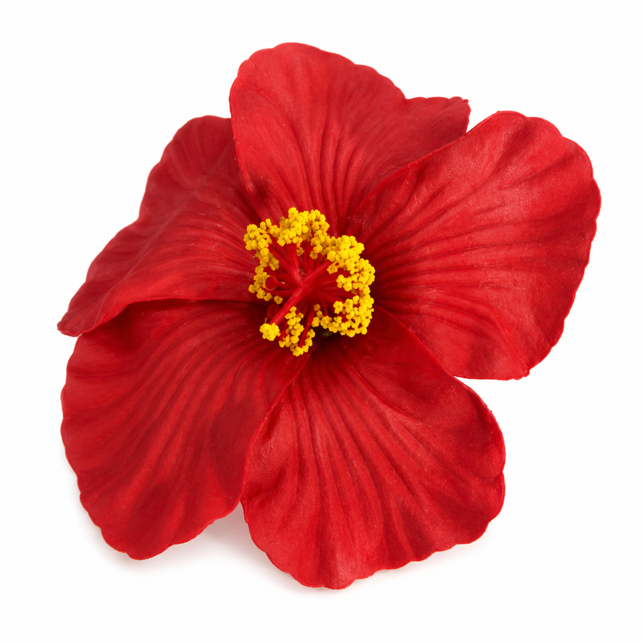 FLOR DE MAGA AMAPOLA PINCHE DE PELO ROJO R. I.